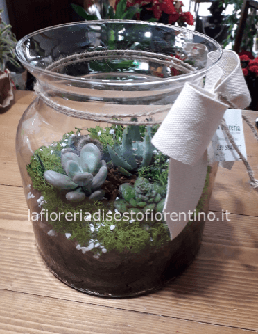 Terrarium piante grasse